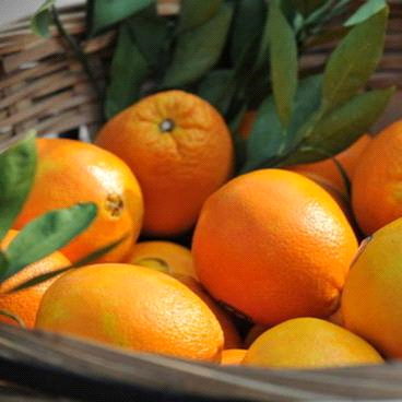 带叶橙约500g
